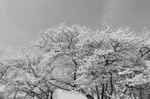 満開の桜、モノクロ 満開の桜、モノクロ 桜,木々,モノクロの写真素材