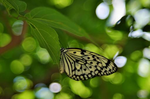 Butterfly in the light④, JPG Butterfly in the light④, JPG