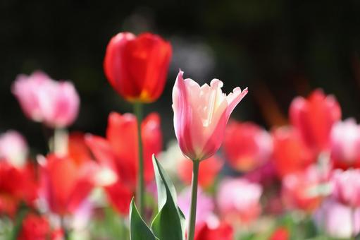 Cute tulips, JPG