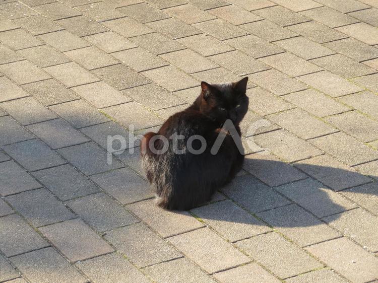 こちらを向く黒猫 猫,ネコ,生き物の写真素材