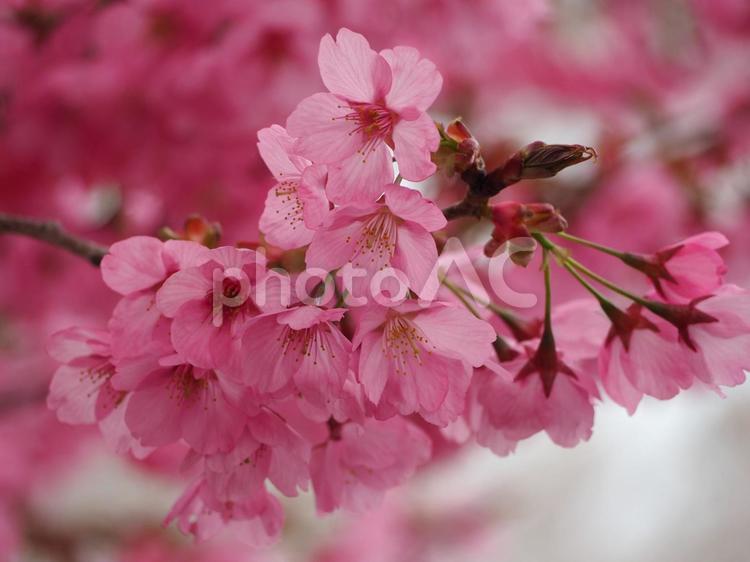 春の花　桜　ヨウコウザクラ⑨ 桜,春,春の花の写真素材