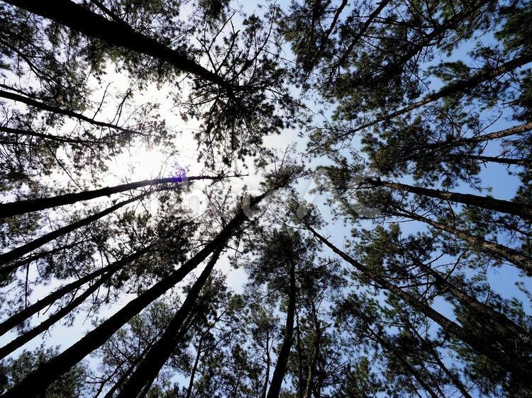 高くそびえる松の木々と青空の窓 松,木々,自然の写真素材