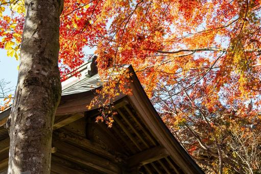 称名寺の紅葉(22) 秋,紅葉,称名寺の写真素材