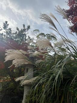秋 すすき 秋 すすきの写真