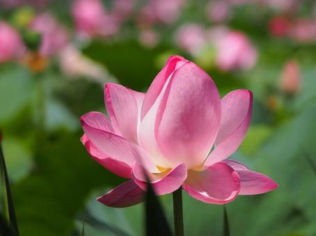 Lotus flowers beginning to bloom⑤, JPG