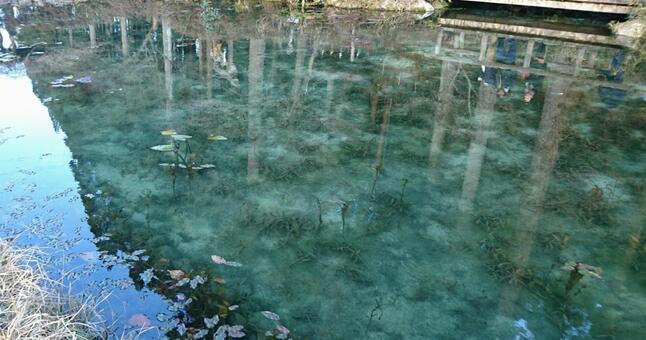 モネの池 モネの池の写真