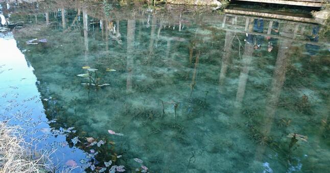 Monet's Pond, it is cold., wood, surroundings, JPG