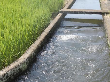 灌漑用水路と夏の水田 灌漑用水路と夏の水田の写真