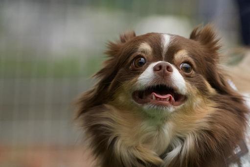 チワワのポートレート 犬,チワワ,ちわわの写真素材