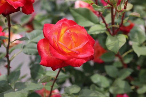 バラ園でカラフルな色の薔薇を撮りました バラ園でカラフルな色の薔薇を撮りましたの写真