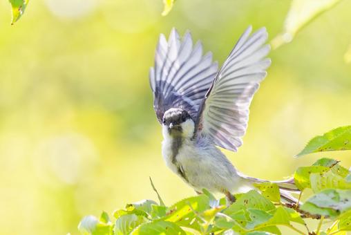 飛ぶ練習をするシジュウカラの幼鳥 飛ぶ練習をするシジュウカラの幼鳥 シジュウカラ,四十雀,幼鳥の写真素材