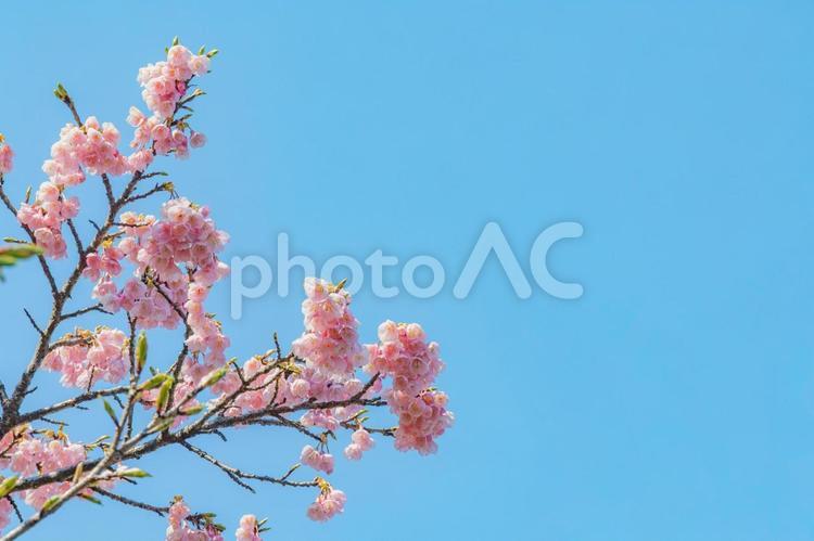 さくら　緋寒桜 ヒカンザクラ,ピンク,春の写真素材