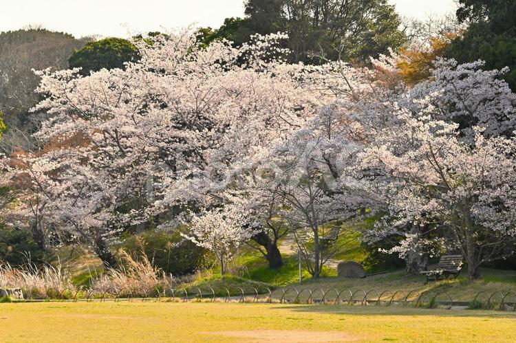 明石公園の桜 明石公園,桜,さくらの写真素材