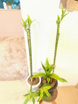 観葉植物　アオワーネッキー7号鉢　新芽 観葉植物,アオワーネッキー,ドラセナの写真素材