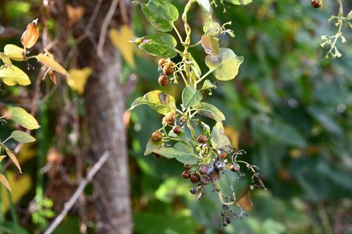 ヘクソカズラの実 ヘクソカズラ,実,つるの写真素材