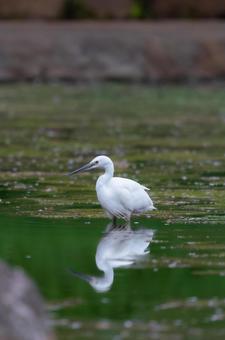 池で餌を探すコサギ 池で餌を探すコサギ コサギ,サギ,白鷺の写真素材