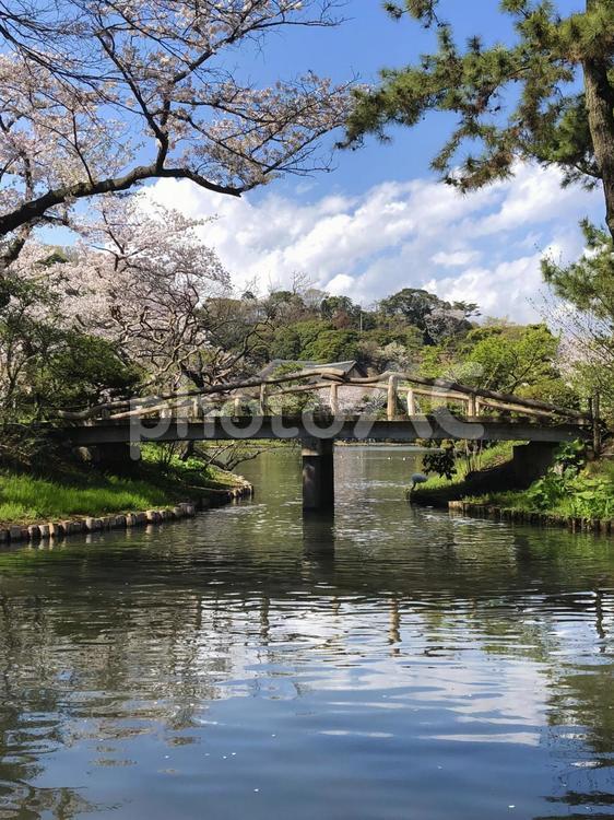三渓園　桜と橋 神奈川,横浜,三渓園の写真素材
