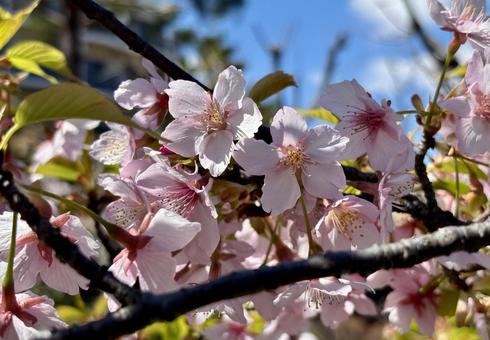 河津桜 河津桜の写真
