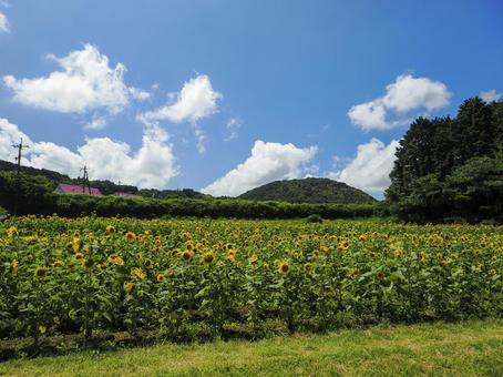 ヒマワリ畑の風景 ヒマワリ畑,向日葵,ひまわりの写真素材
