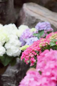 Hydrangea Garden, JPG