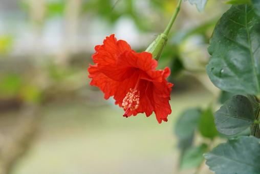 A calming tropical flower, the hibiscus, JPG A calming tropical flower, the hibiscus, JPG