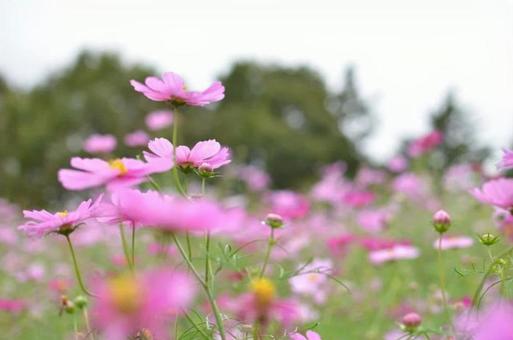 コスモス コスモス コスモス,花,植物の写真素材