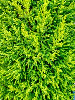 Photo, conifer goldcrest (crested conifer), plant, green, 