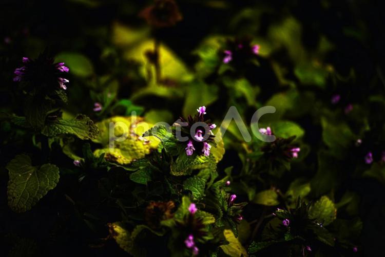 ＜五島の風景＞早朝のヒメオドリコソウの花 ヒメオドリコソウ,春の花,季節の花の写真素材