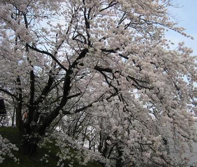 満開の桜の花 満開の桜の花の写真