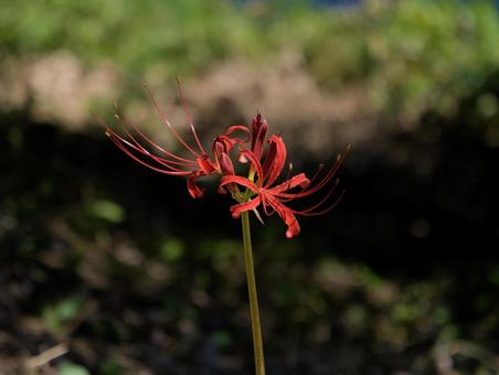 彼岸花 彼岸花,秋,堤防の写真素材