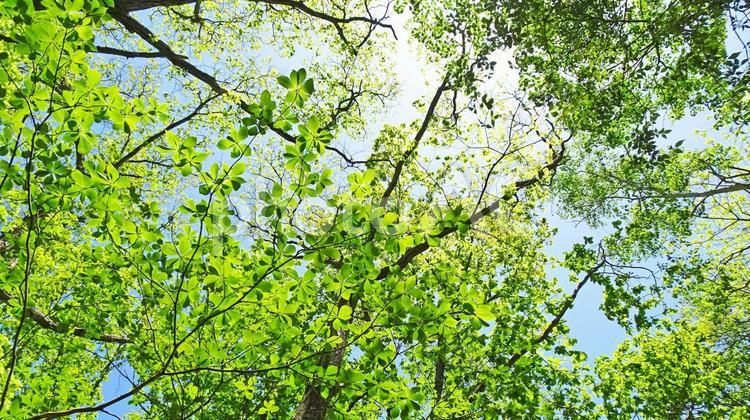 樹木と空 新緑,木漏れ日,青空の写真素材