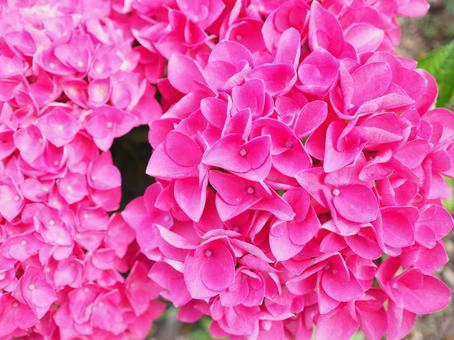 紫陽花 紫陽花,あじさい,花の写真素材