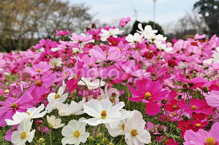 しまばら火張山花公園のコスモス コスモス,秋桜,コスモス園の写真素材