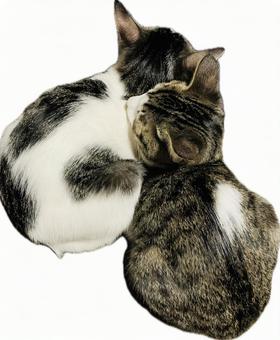 寄り添うこねこ 寄り添うこねこ ねこ,素材,かわいいの写真素材