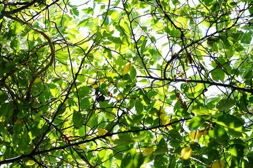 Photo, sunbeams leaves, fresh green, branches and leaves, 