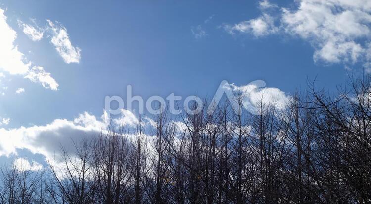 葉が落ちたイチョウ並木と青空 天気,空,落葉の写真素材