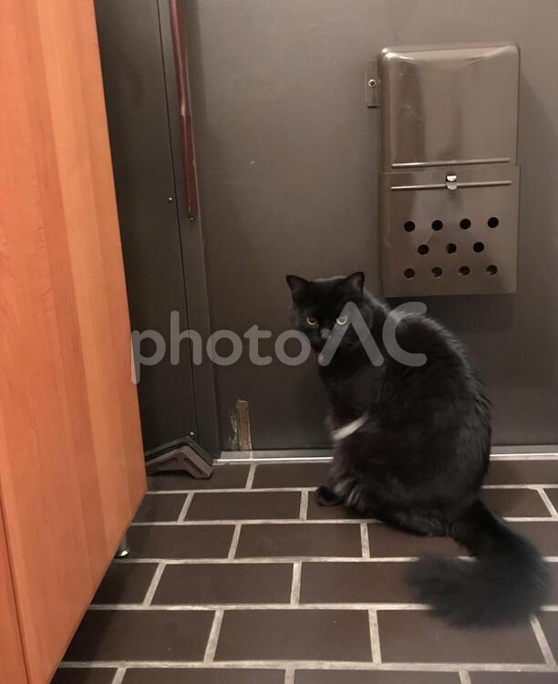 外に出してください。 1,ふわふわ,ペットの写真素材