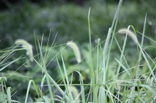 Nekojarashi in the park in August (Tokyo) 2, सीनरी, टोक्यो, स्वाभाविक रूप से, JPG