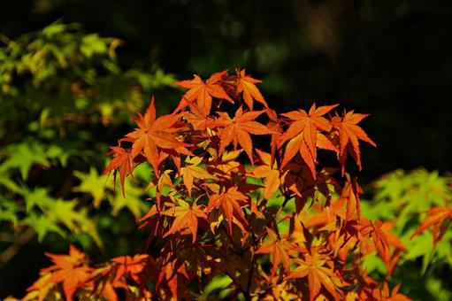 夏でも赤いモミジ モミジ,ノムラモミジ,紅葉の写真素材