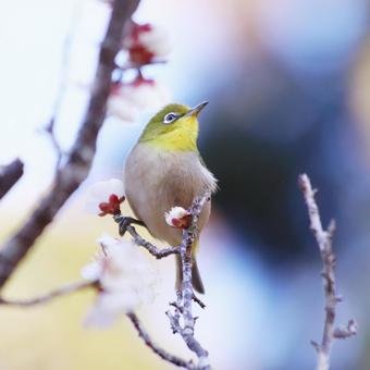 梅の枝にとまるメジロ 鳥,メジロ,春の写真素材