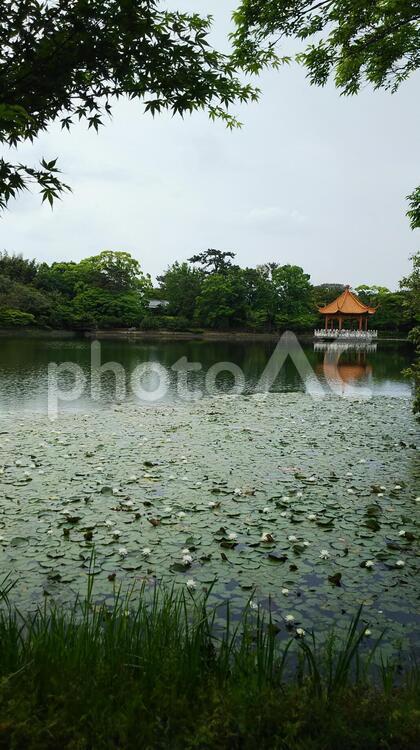 睡蓮とあずまや Part Ⅱ 睡蓮,あずまや,池の写真素材