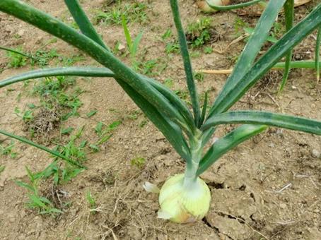 Leeks are almost ripe, JPG Leeks are almost ripe, JPG