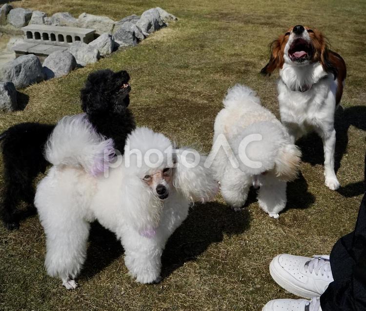 ワンちゃん大集合　おやつ待ち　4月 犬,コーイケルホンディエ,チワワの写真素材