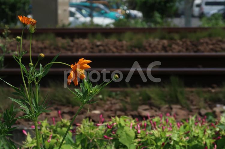 焼け付くレールの傍らで 花,線路沿い,キバナコスモスの写真素材
