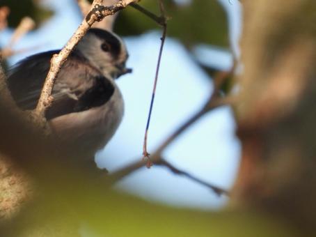 近所の小川で撮ったエナガ 近所の小川で撮ったエナガ エナガ,鳥,野鳥の写真素材