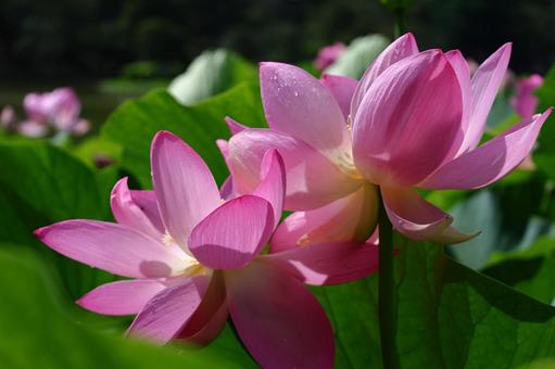 神聖な花 神聖な花の写真