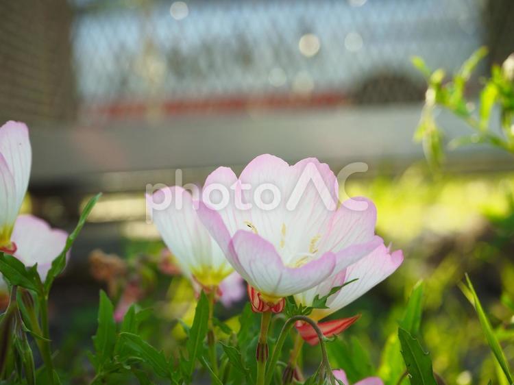 夕暮れ時の花２ 花,ピンク,綺麗の写真素材