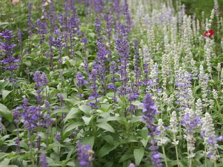 Salvia blooming scenery, JPG Salvia blooming scenery, JPG