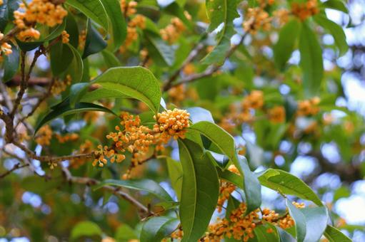 キンモクセイ　蕾 キンモクセイ,金木犀,木の写真素材