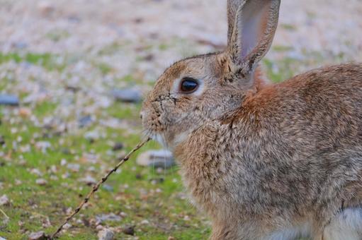 野生のうさぎ うさぎ,大久野島,動物の写真素材